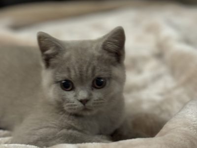 British Blue – Rouse Hill