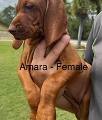 Hungarian Vizsla – Calliope