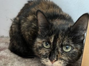 Domestic Short Hair (DSH) – Roselands