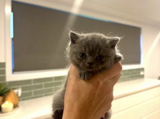 British Shorthair – Forbes