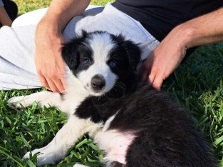 Border Collie – Broadford
