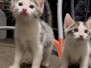 Domestic Short Hair (DSH) – Bullsbrook