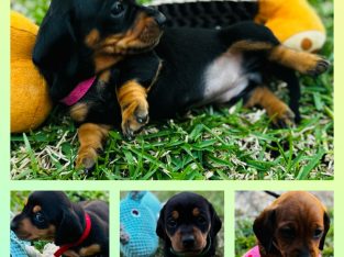 Dachshund – Camden