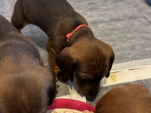Miniature Dachshund – Maddingley