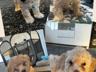 Cavoodle – Holmview