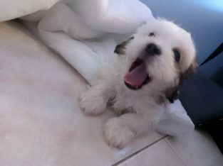 Maltese Shih Tzu – Morley