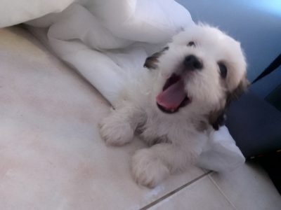 Maltese Shih Tzu – Morley