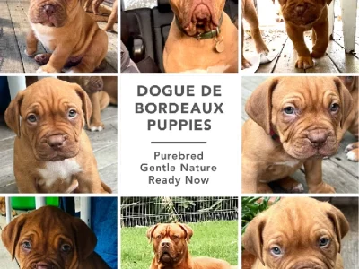 Dogue De Bordeaux – Merimbula