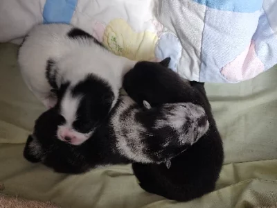 Pomeranian – Currency Creek