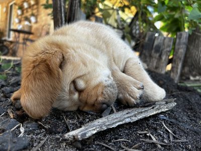 Labrador Retriever – Gingin