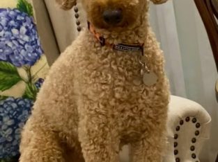 Poodle Mini – Lockyer Valley