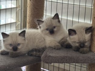 Ragdoll – Ipswich