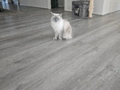 Cats – Green Valley