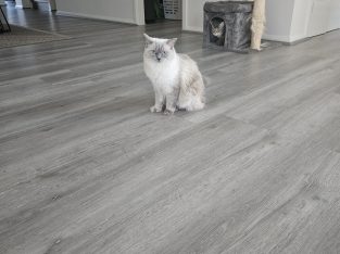 Cats – Green Valley