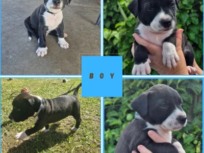 American Staffordshire Bull Terrier – Morayfield