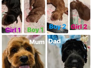 Cavoodle – Pacific Pines