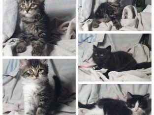 Bombay Cat – Zillmere