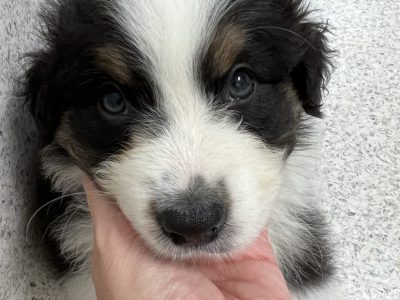 Australian Shepherd – Rush Creek