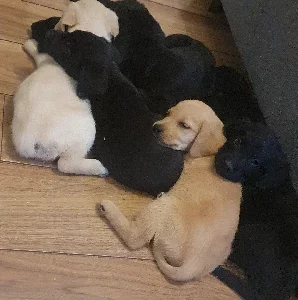 Labrador Retriever – Maddington