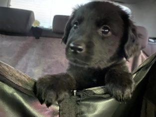 Labrador Retriever – Maddington