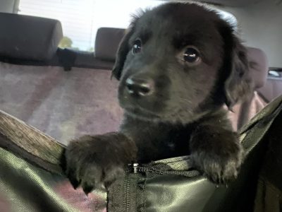 Labrador Retriever – Maddington