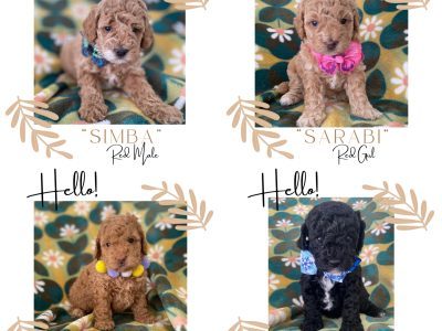 Cavoodle – Tamworth