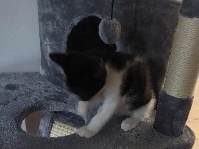 Ragdoll – Tamborine