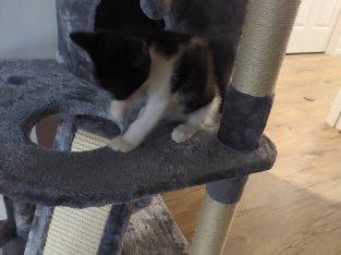 Ragdoll – Tamborine