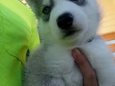 Dogs – Western Downs