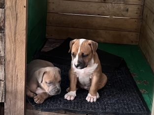 American Staffordshire Bull Terrier – Pittsworth