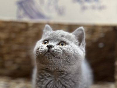 British Shorthair – Point Cook