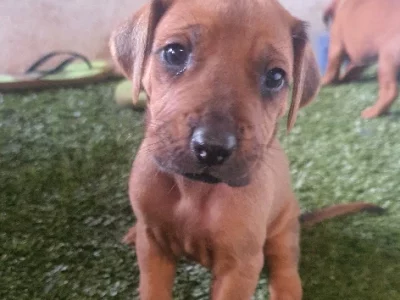 Rhodesian Ridgeback – Childers