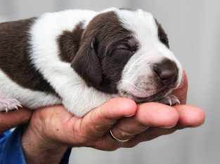 German Shorthaired Pointer – Warwick