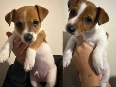 Jack Russell – Pakenham