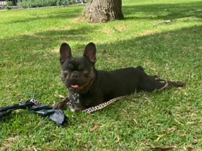 French Bulldog – Newcastle
