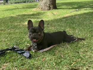 French Bulldog – Newcastle