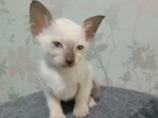 Siamese – Bulahdelah