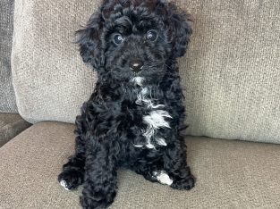 Cavoodle – St Albans