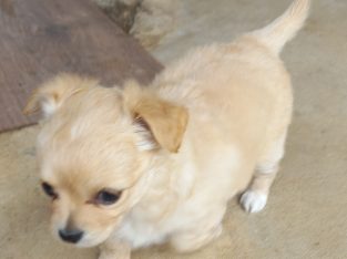 Chihuahua – Bendigo