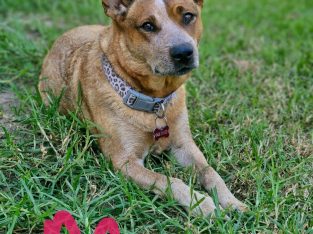 Australian Cattle Dog – Wangaratta
