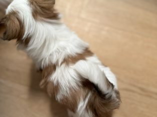 Maltese Shih Tzu – Erina