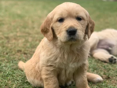 Golden Retriever – Bordertown