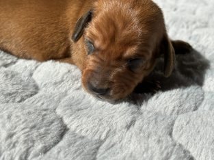 Miniature Dachshund – Lake Munmorah