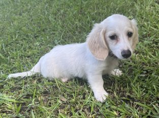 Miniature Dachshund – Redland Bay