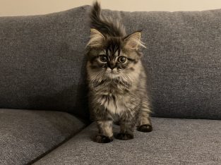 Persian – Chatswood