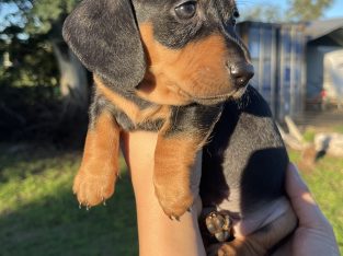 Dachshund – Gatton