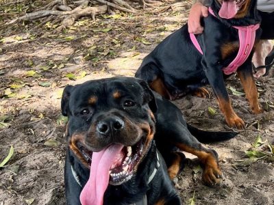 Rottweiler – Bracken Ridge