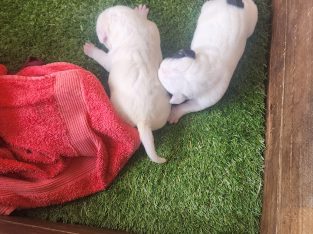 American Staffordshire Bull Terrier – Eagleby