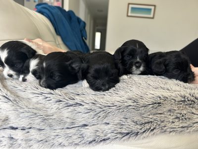 Shmoodle – Yanchep