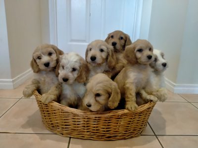 Spoodle – Pacific Pines